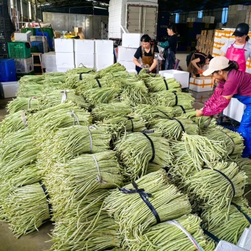 基地直发白豆角精品豇豆新鲜直达量大价优