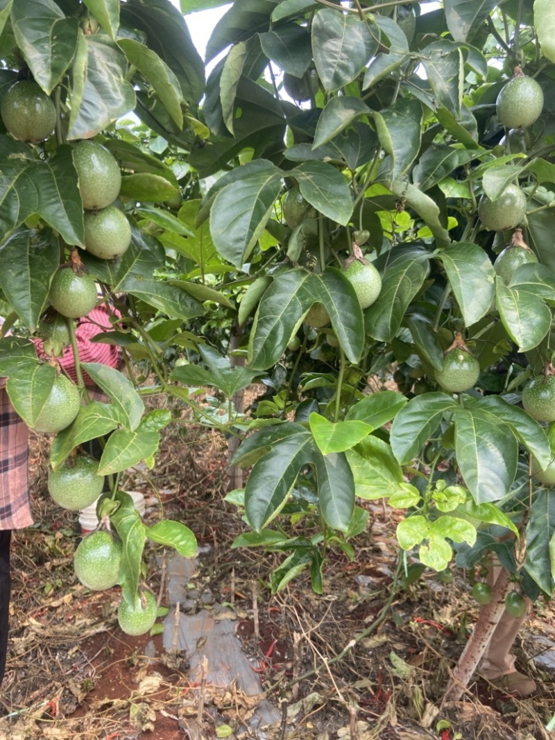 百香果钦蜜9号纯甜无酸广东徐闻产地直供对接全国各电商平台