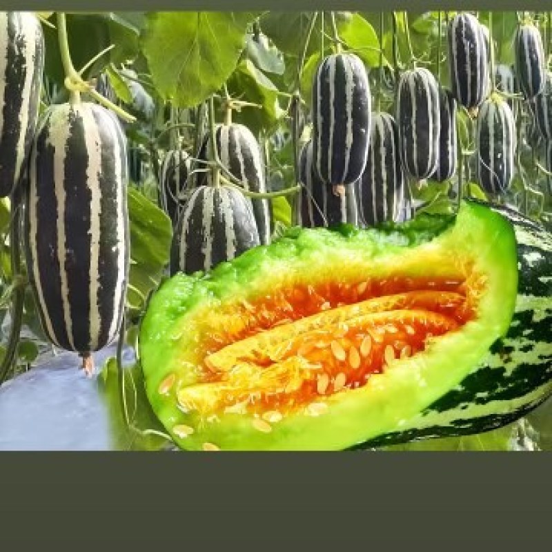 【精品】大荔甜瓜博洋9号一手货源保质保量价格特惠