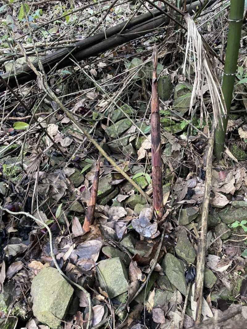 野生小竹笋高山新鲜