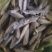 4月16日滨州沾化，黄花鱼有货，老板联系！