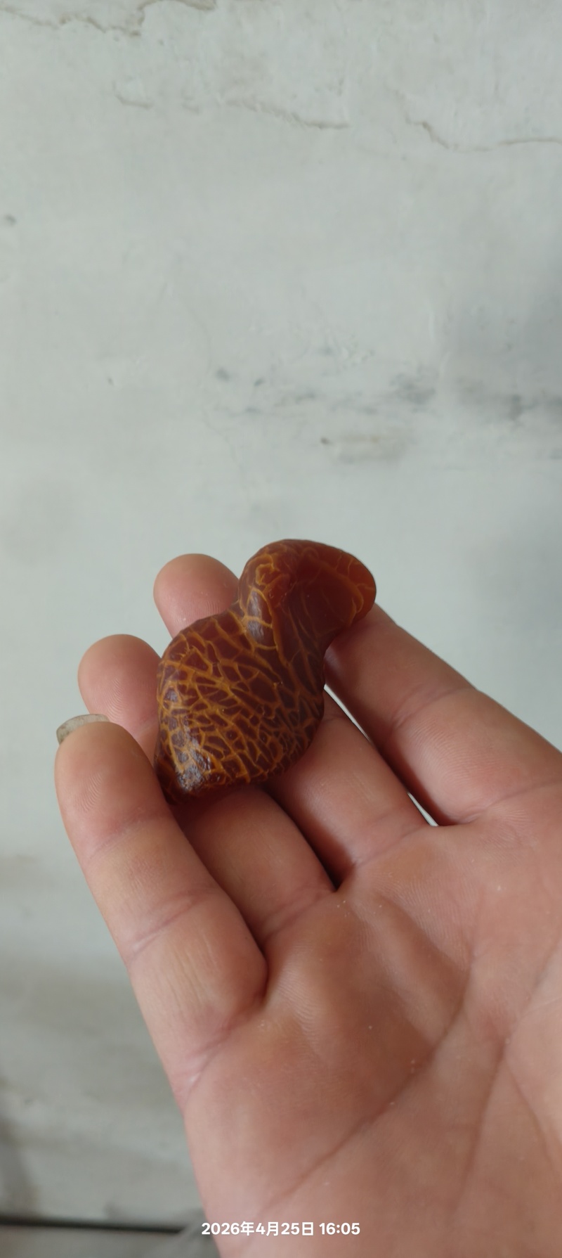 鸡宝