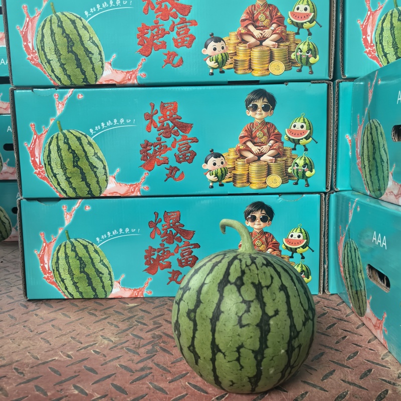 早春红玉西瓜一手货源产地直销市场货电商货