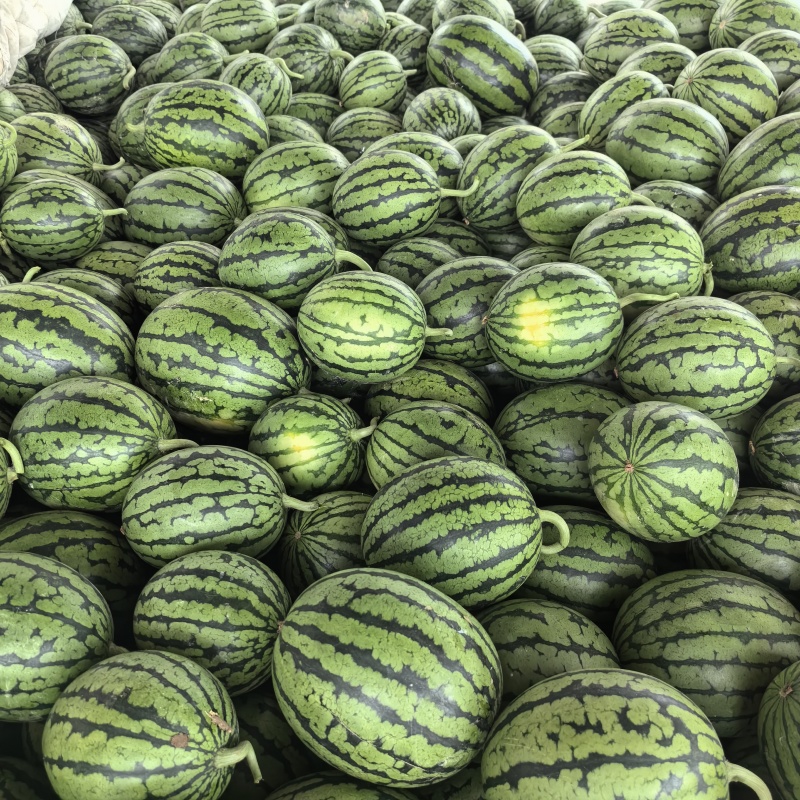 早春红玉西瓜一手货源产地直销市场货电商货