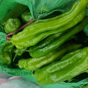 大青椒，大量出货，欢迎来电订购