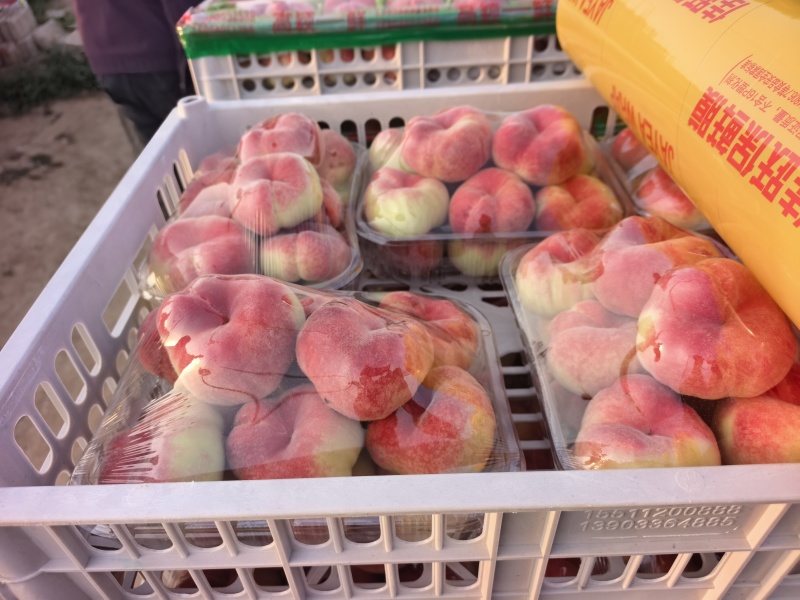【精品红蟠桃】新鲜应季大棚蟠桃大量上市中，可供商超，外贸出口