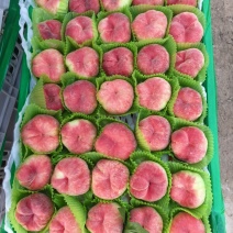【精品红蟠桃】新鲜应季大棚蟠桃大量上市中，可供商超，外贸出口