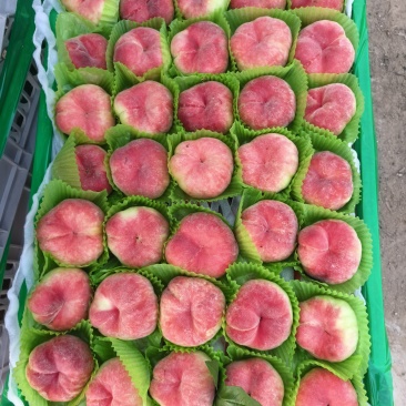 【精品红蟠桃】新鲜应季大棚蟠桃大量上市中，可供商超，外贸出口