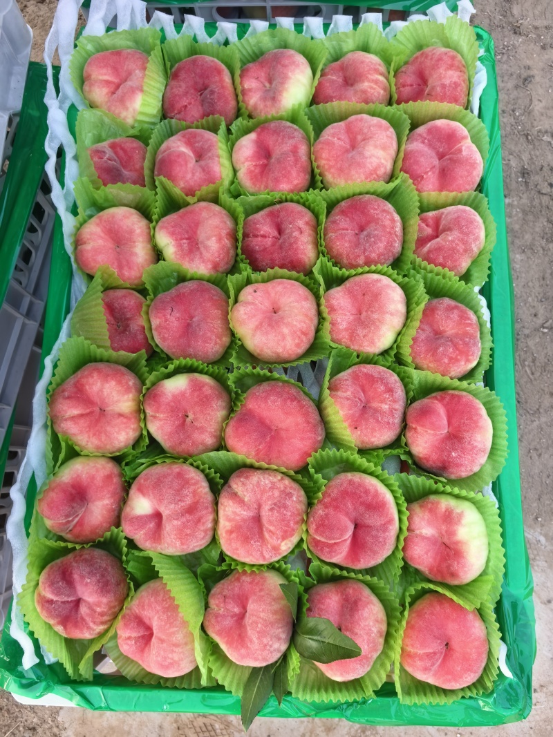 【精品红蟠桃】新鲜应季大棚蟠桃大量上市中，可供商超，外贸出口