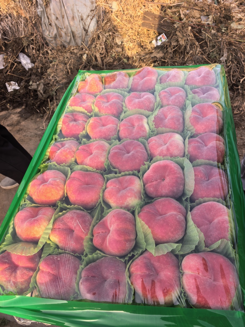 【精品红蟠桃】新鲜应季大棚蟠桃大量上市中，可供商超，外贸出口