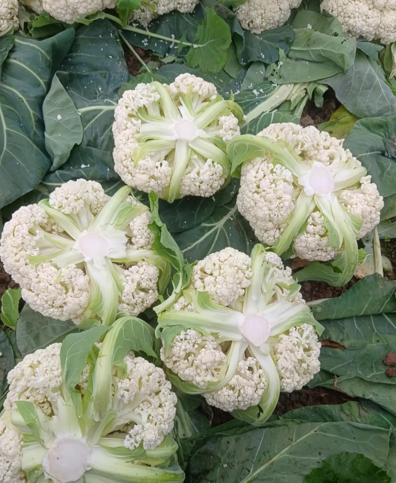 花菜