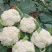 花菜