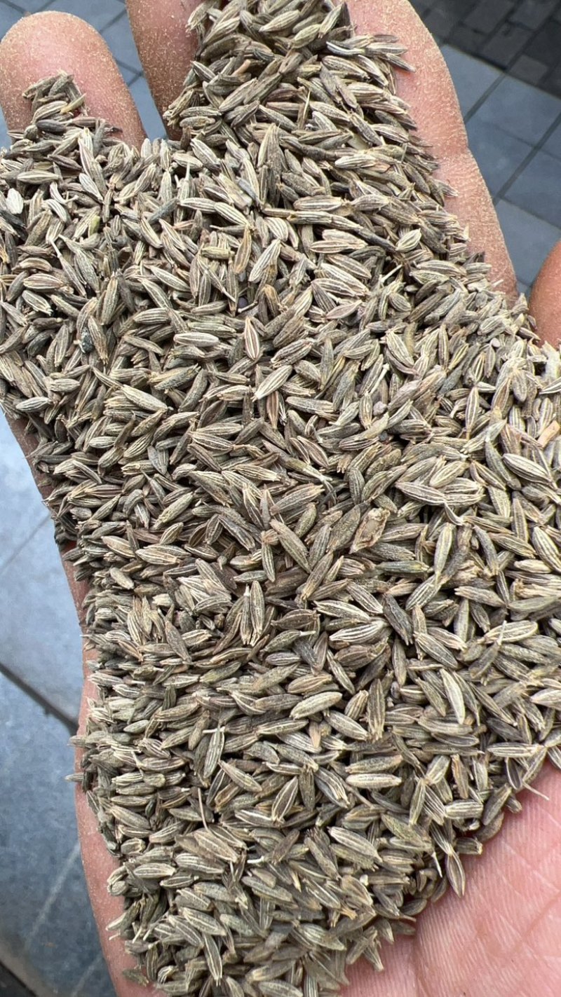 包邮精品新疆孜然颗粒新疆孜然粉定制打粉粗细