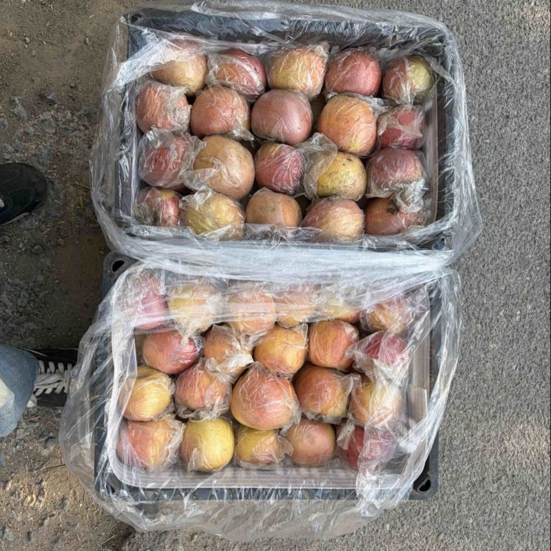 山西冰糖心黑箱