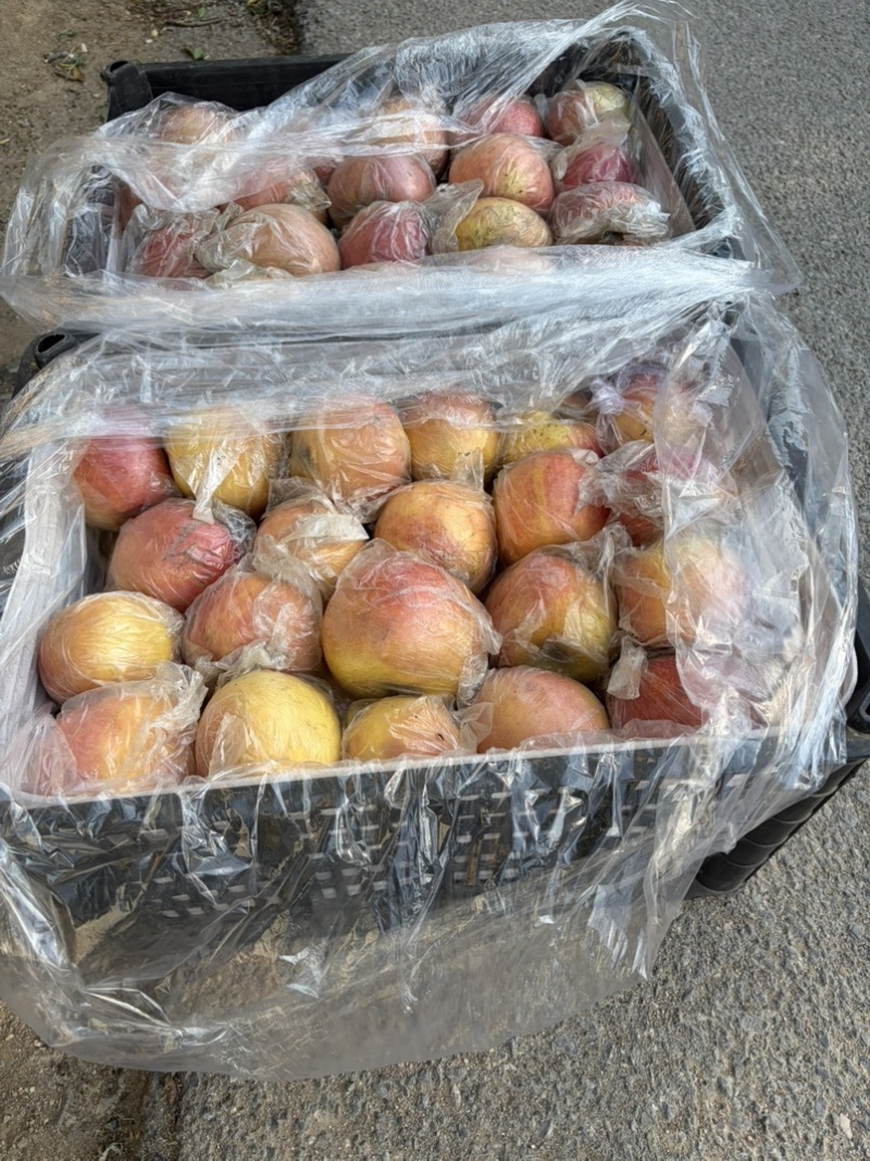 山西冰糖心黑箱
