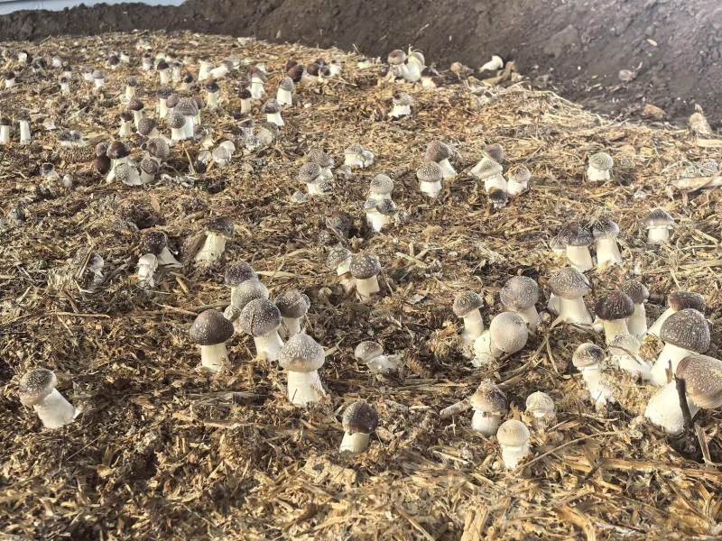 辽宁喀左基地直供新鲜赤松茸大球盖菇通货混装