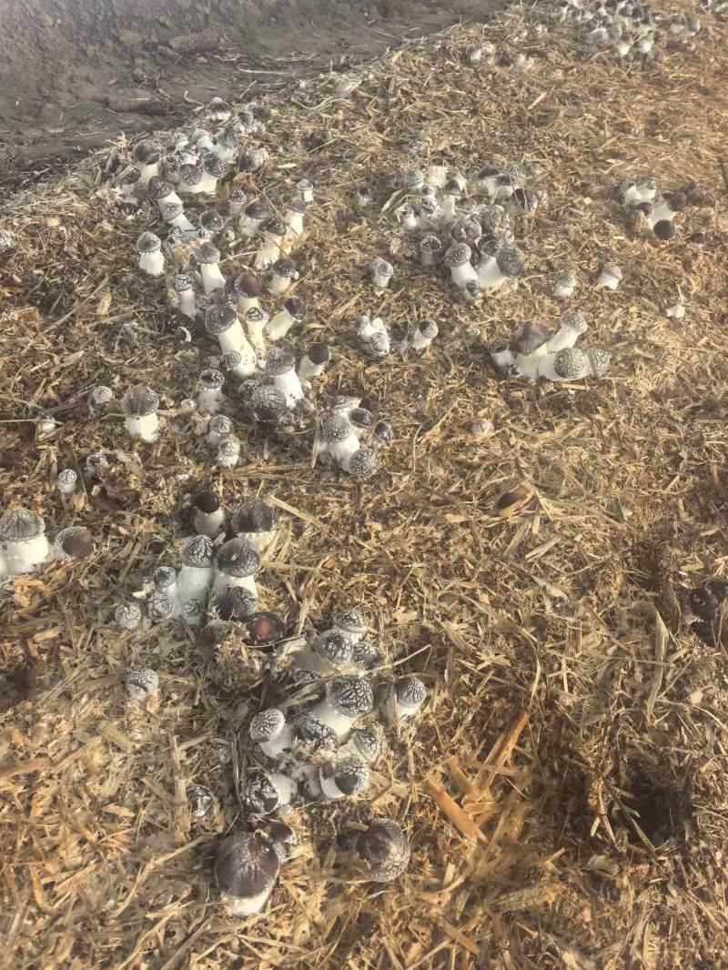 辽宁喀左基地直供新鲜赤松茸大球盖菇通货混装