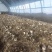 辽宁喀左基地直供新鲜赤松茸大球盖菇通货混装