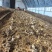 辽宁喀左基地直供新鲜赤松茸大球盖菇通货混装