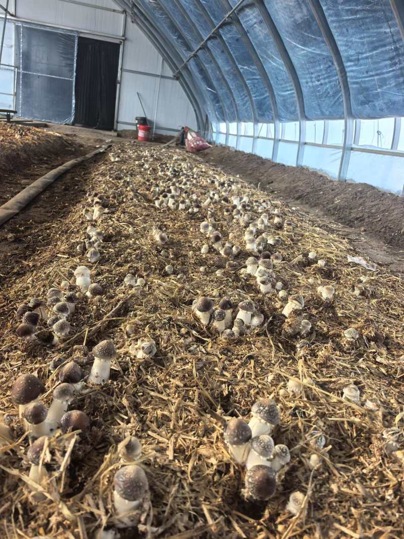 辽宁喀左基地直供新鲜赤松茸大球盖菇通货混装