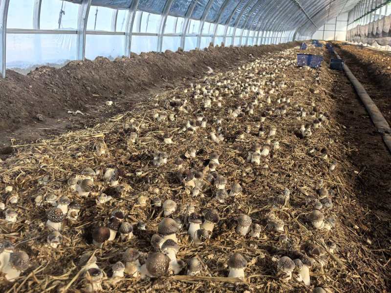 辽宁喀左基地直供新鲜赤松茸大球盖菇通货混装