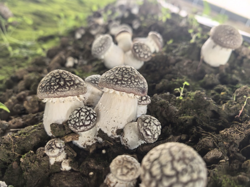 辽宁喀左基地直供新鲜赤松茸大球盖菇通货混装