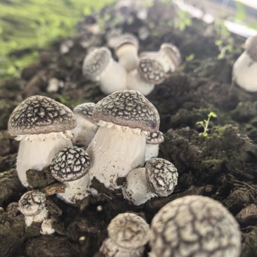 辽宁喀左基地直供新鲜赤松茸大球盖菇通货混装