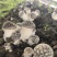 辽宁喀左基地直供新鲜赤松茸大球盖菇通货混装