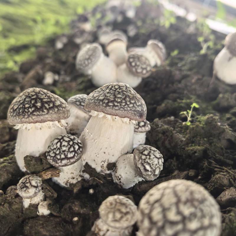 辽宁喀左基地直供新鲜赤松茸大球盖菇通货混装