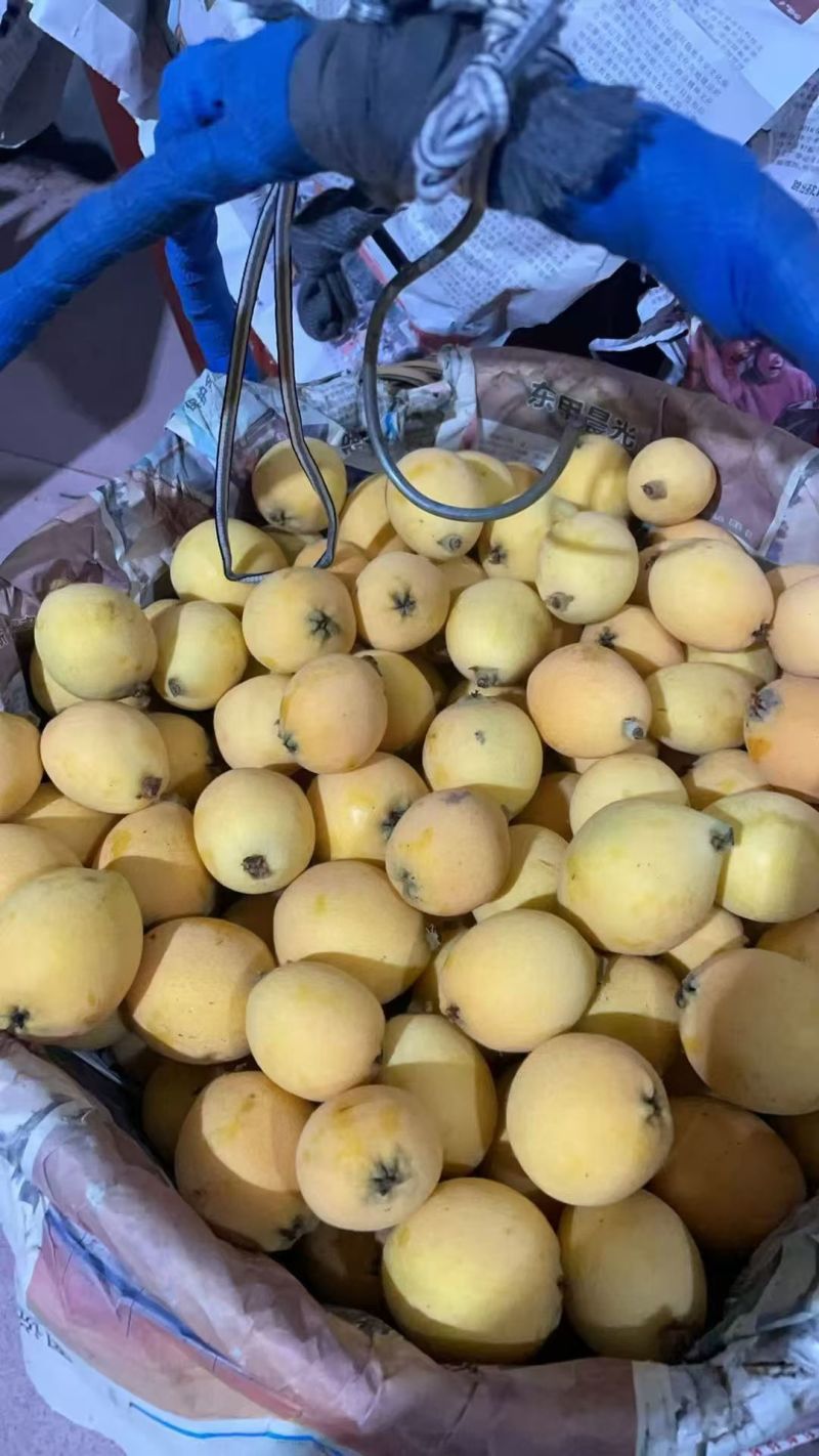 白玉枇杷
