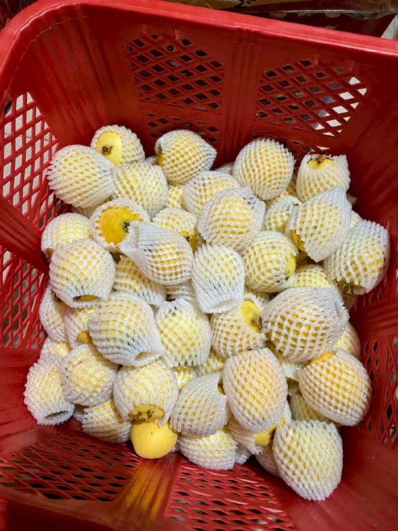 白玉枇杷