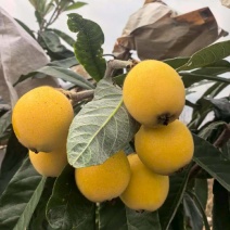 白玉枇杷
