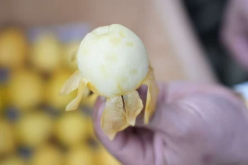 白玉枇杷