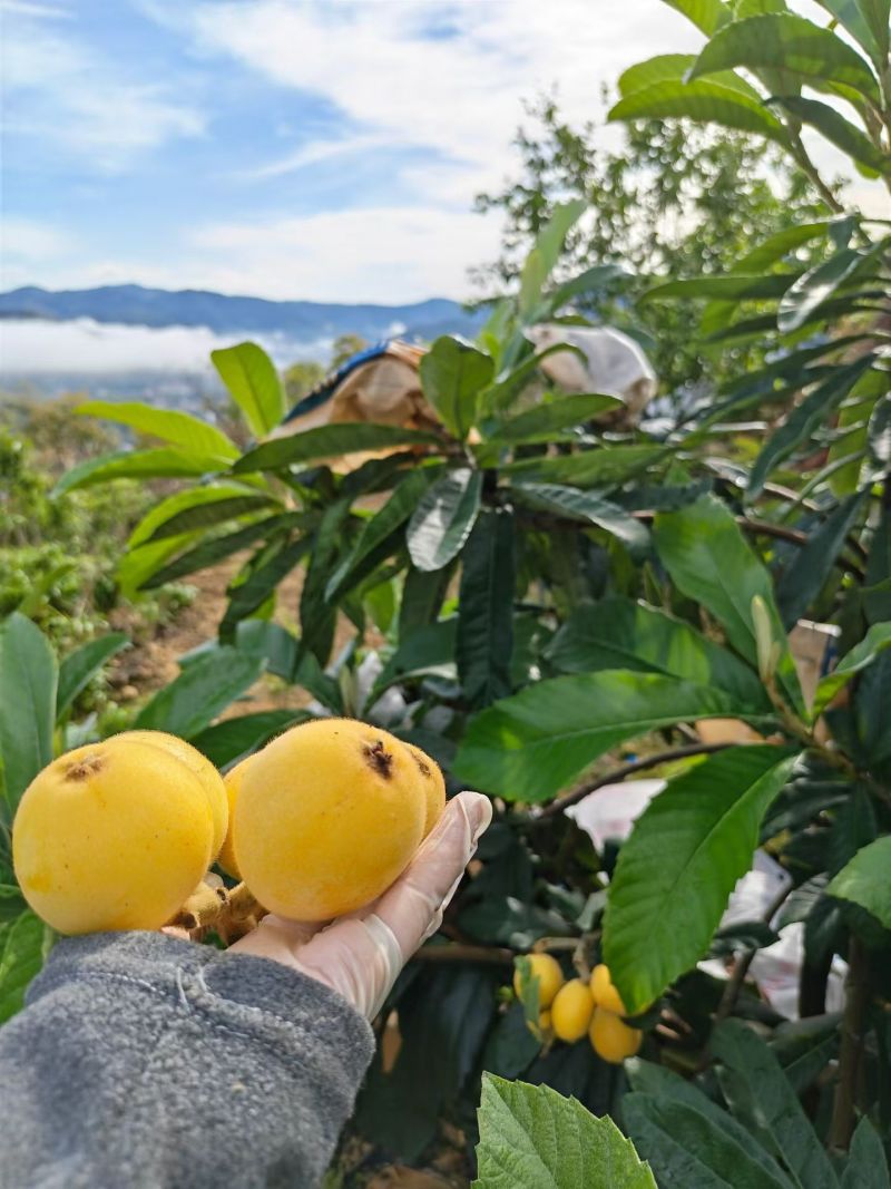 白玉枇杷