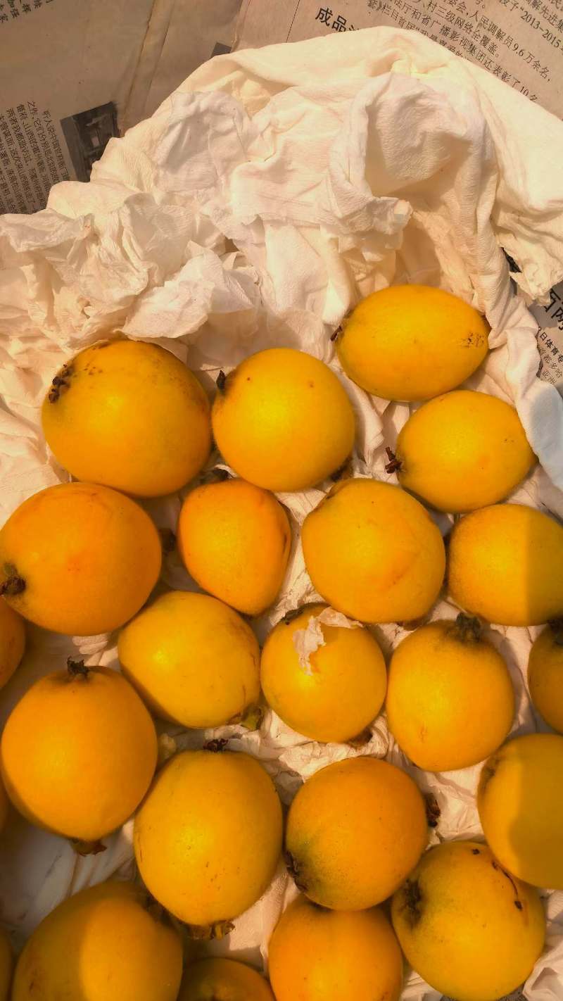 白玉枇杷