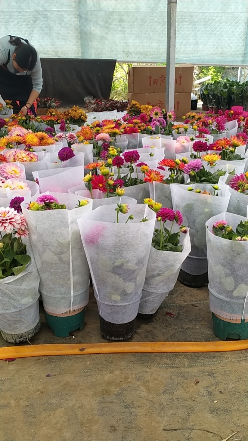 大丽花盆栽小苗重瓣花苞四季开花干花庭院阳台花卉观花好养耐