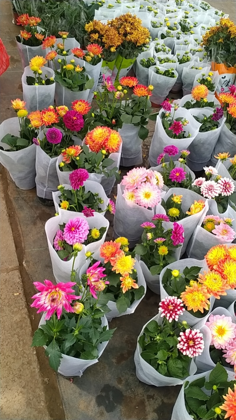 大丽花盆栽小苗重瓣花苞四季开花干花庭院阳台花卉观花好养耐