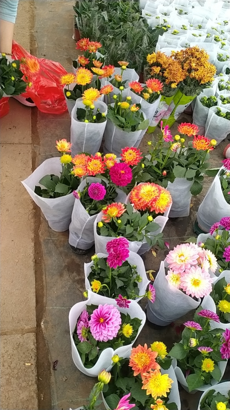 大丽花盆栽小苗重瓣花苞四季开花干花庭院阳台花卉观花好养耐