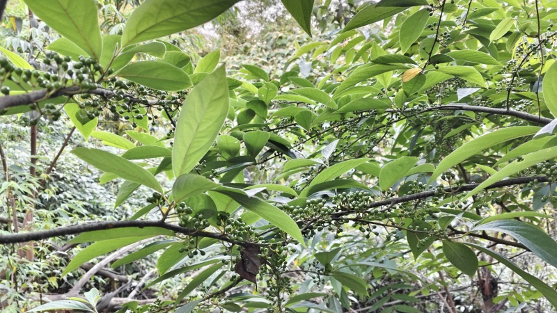 山胡椒木姜子山苍子