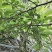 山胡椒木姜子山苍子