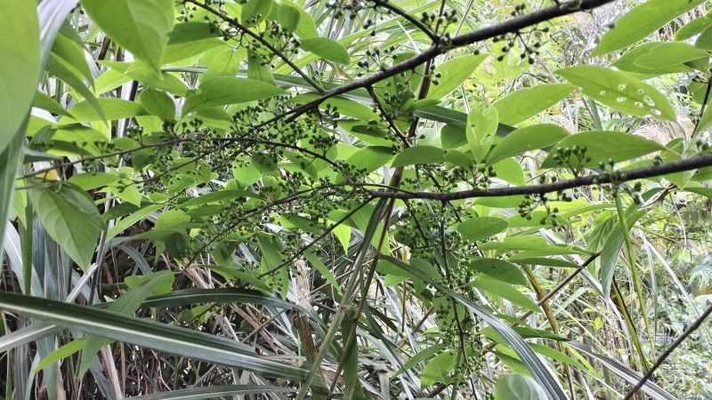 山胡椒木姜子山苍子