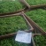 信阳毛尖美好生活口粮茶，绿茶，红茶，价格实惠。