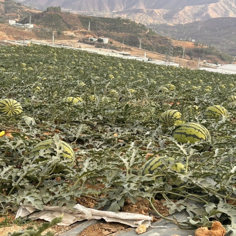 薄皮甜王西瓜/头茬现货/四川产区直发/货源充足