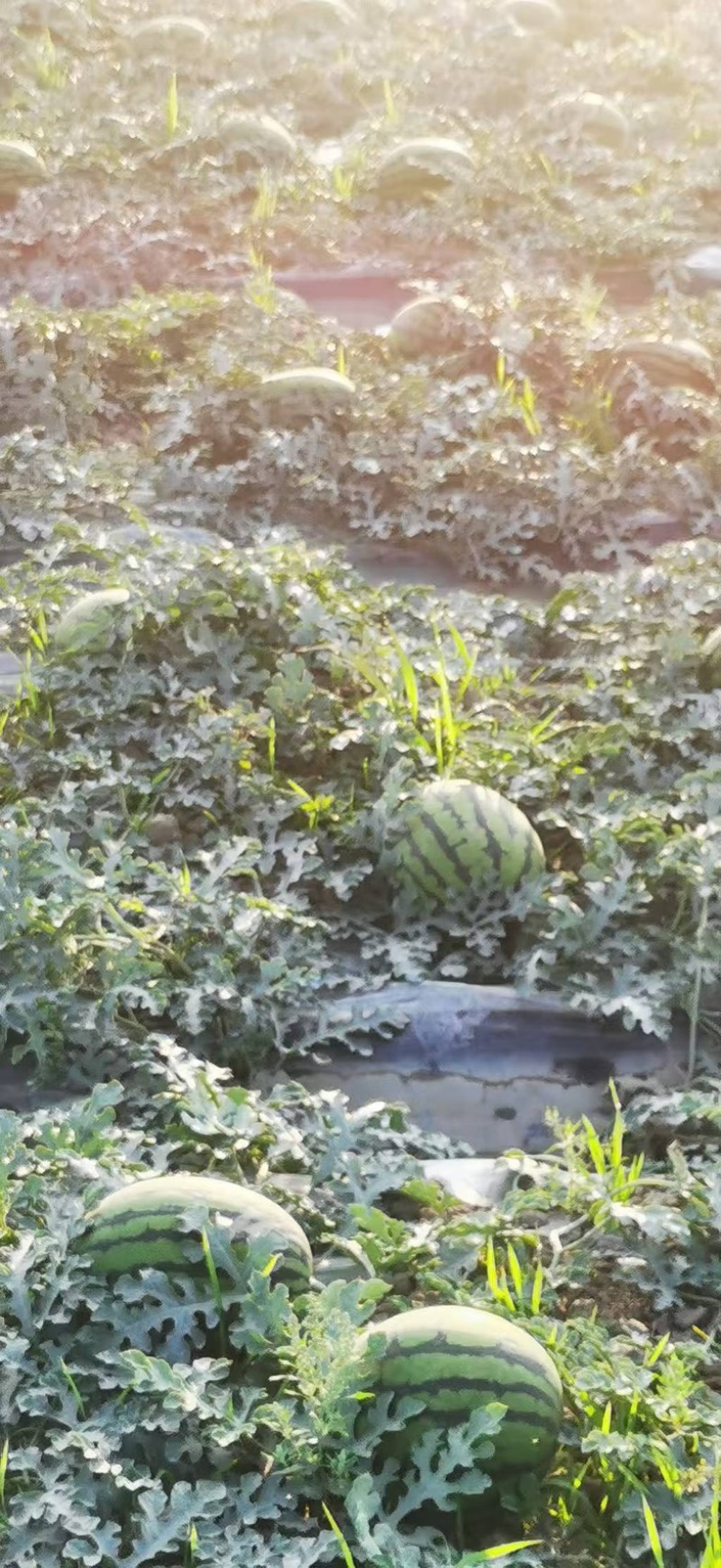 薄皮甜王西瓜/头茬现货/四川产区直发/货源充足