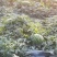 甜王西瓜/头茬薄皮西瓜/四川攀枝花基地直发/货源充足