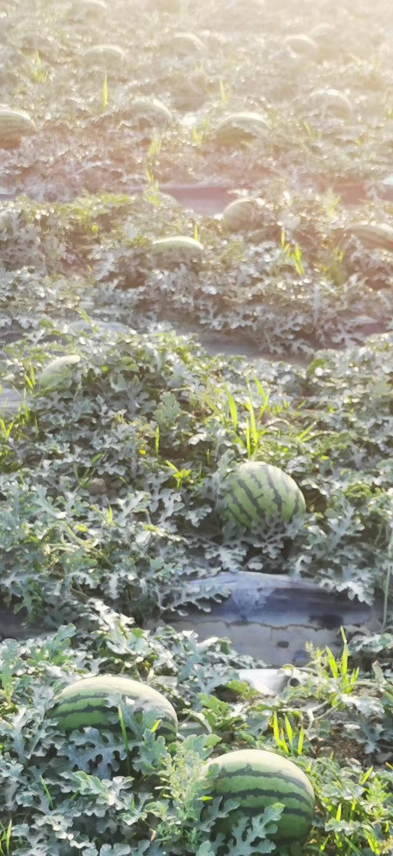 甜王西瓜/头茬薄皮西瓜/四川攀枝花基地直发/货源充足