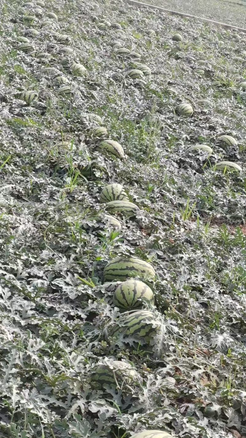 甜王西瓜/头茬薄皮西瓜/四川攀枝花基地直发/货源充足