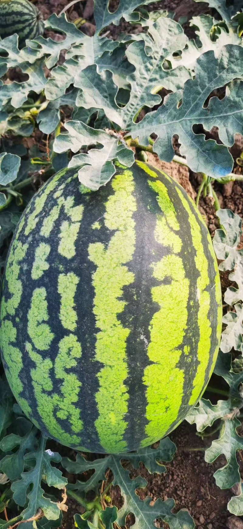 甜王西瓜/头茬薄皮西瓜/四川攀枝花基地直发/货源充足