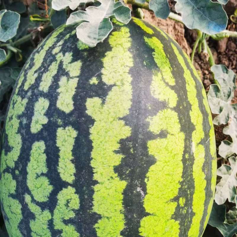 甜王西瓜/头茬薄皮西瓜/四川攀枝花基地直发/货源充足