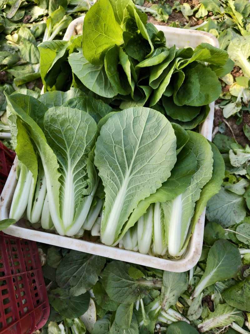 代收代办毛白菜快菜